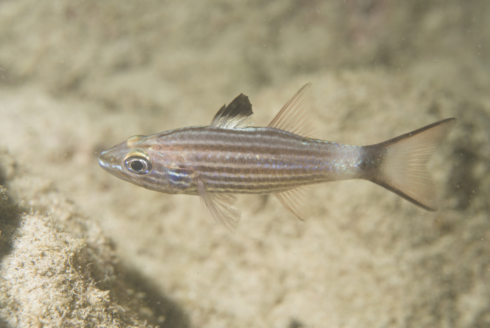 ภาพ ปลาอมไข่ alleni (Cheilodipterus alleni)