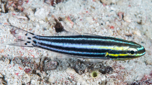 ภาพ ปลาอมไข่ nigrotaeniatus (Cheilodipterus nigrotaeniatus)