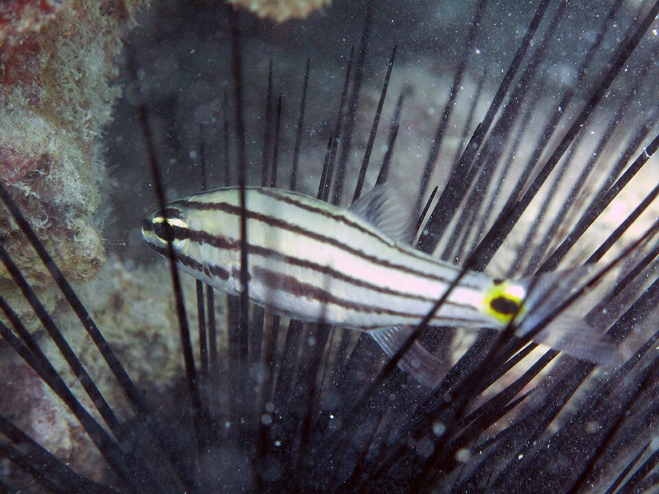 ภาพ ปลาอมไข่สองจุด (Cheilodipterus novemstriatus)