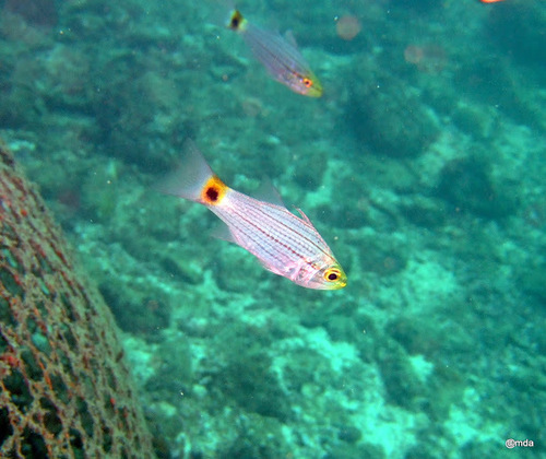 ภาพ ปลาอมไข่ persicus (Cheilodipterus persicus)