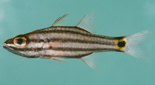 ภาพ ปลาอมไข่แคระ (Cheilodipterus pygmaios)