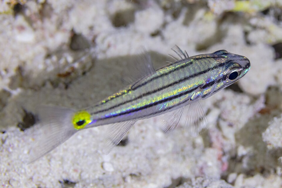 ภาพ ปลาอมไข่ห้าลายเส้น (Cheilodipterus quinquelineatus)
