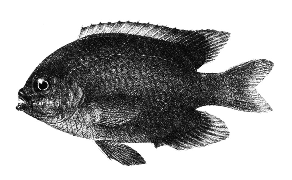 ภาพ ปลาสลิดหิน labiatus (Cheiloprion labiatus)