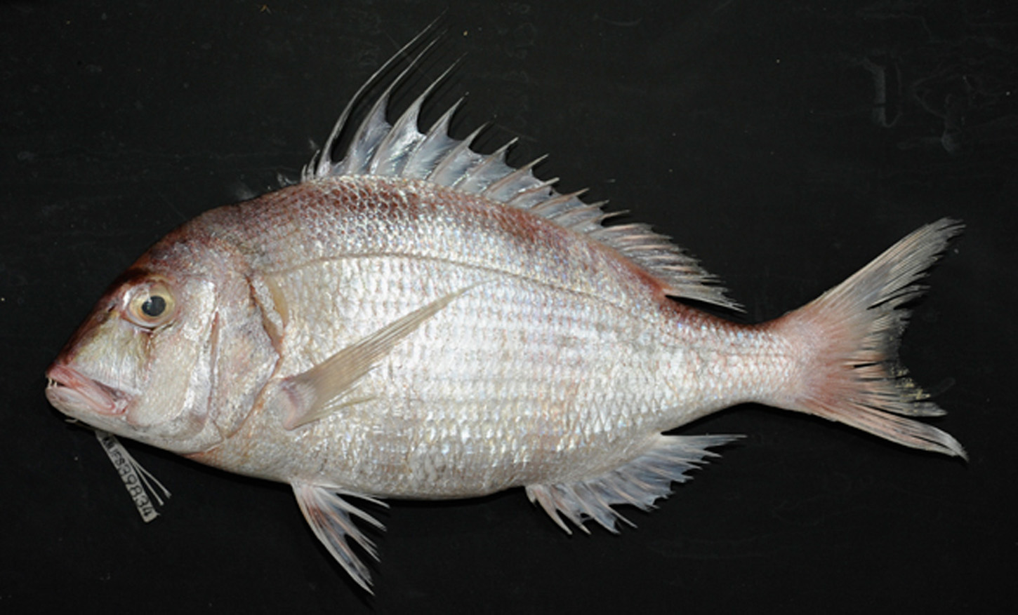 ภาพ ปลา nufar (Cheimerius nufar)