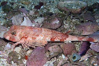 ภาพ ปลา capensis (Chelidonichthys capensis)