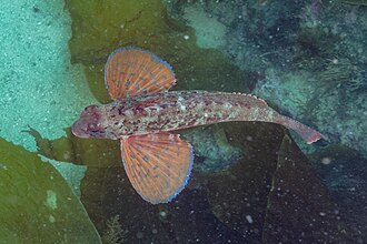 ภาพ ปลา spinosus (Chelidonichthys spinosus)