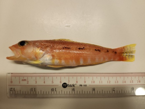 ภาพ ปลาทะเล pleurospilus (Chelidoperca pleurospilus)