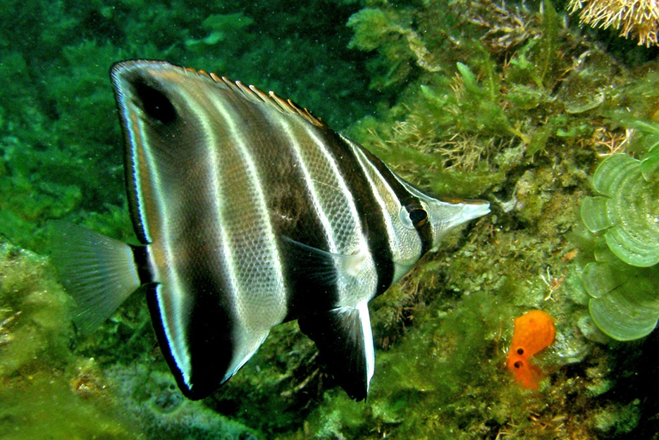 ภาพ ปลาผีเสื้อปะการัง (Chelmonops curiosus)