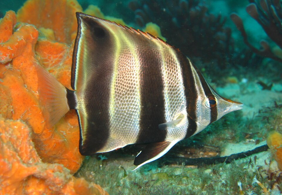 ภาพ ปลาผีเสื้อ truncatus (Chelmonops truncatus)