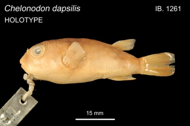 ภาพ ปลาปักเป้า dapsilis (Chelonodon dapsilis)
