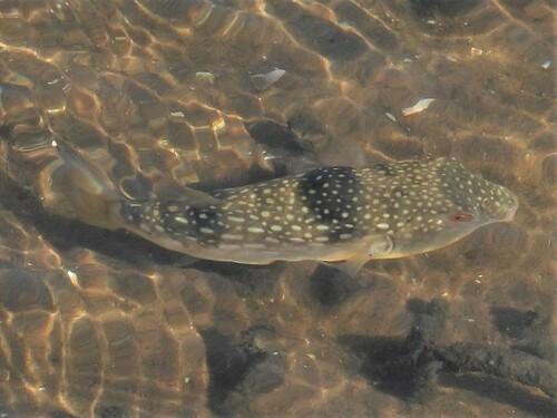 ภาพ ปลาปักเป้าจุดฟ้า (Chelonodon laticeps)