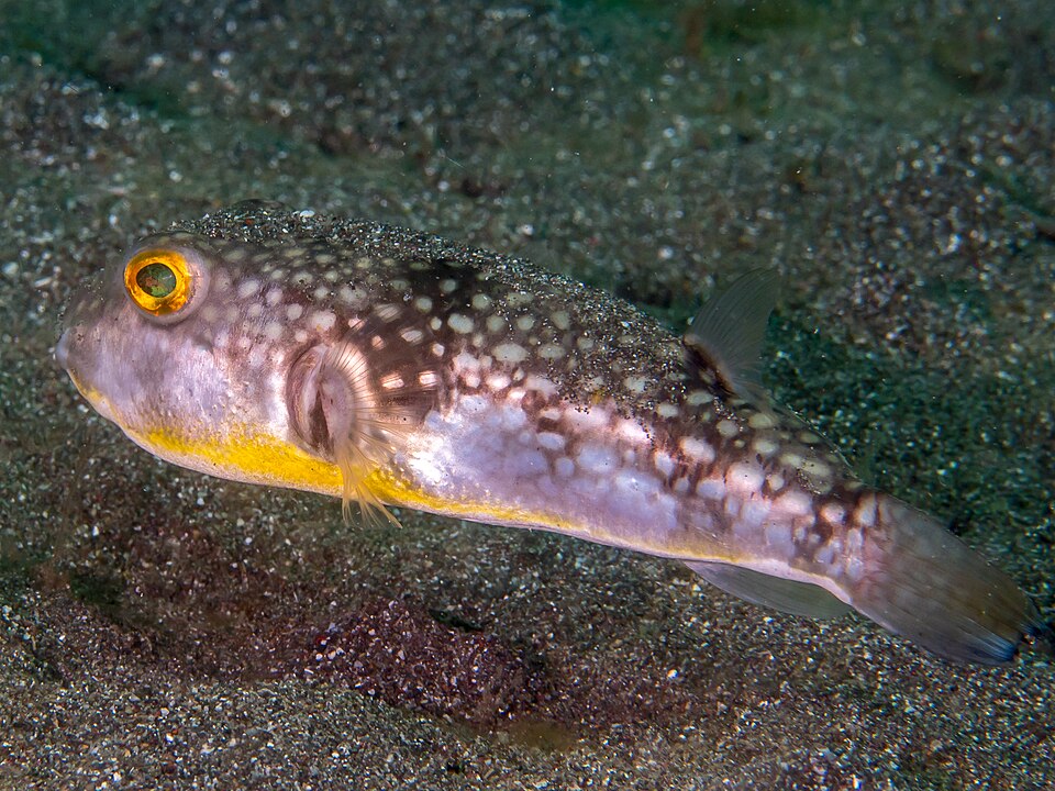 ภาพ ปลาปักเป้าตุ๊กแก (Chelonodon patoca)