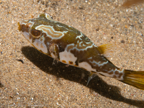 ภาพ ปลาปักเป้า pleurospilus (Chelonodon pleurospilus)