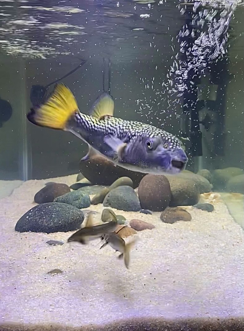 ภาพ ปลาปักเป้า bengalensis (Chelonodontops bengalensis)