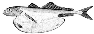 ภาพ ปลา niger (Chiasmodon niger)