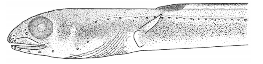 ภาพ ปลา philippinensis (Chiloconger philippinensis)