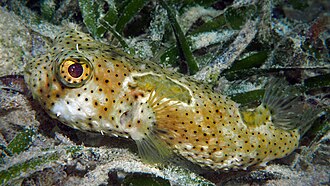ภาพ ปลา antennatus (Chilomycterus antennatus)