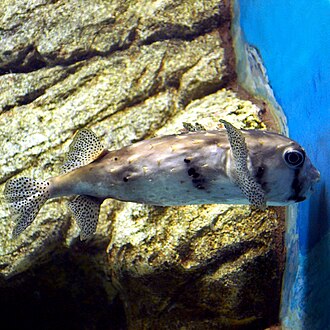 ภาพ ปลา reticulatus (Chilomycterus reticulatus)