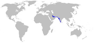 ภาพ ปลา arabicum (Chiloscyllium arabicum)