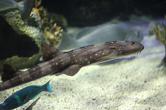 ภาพ ปลา caeruleopunctatum (Chiloscyllium caeruleopunctatum)