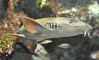 ภาพ ปลา griseum (Chiloscyllium griseum)