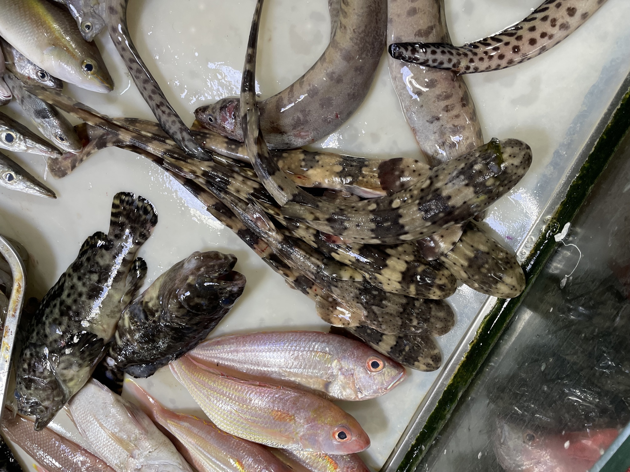 ภาพ ปลา plagiosum (Chiloscyllium plagiosum)
