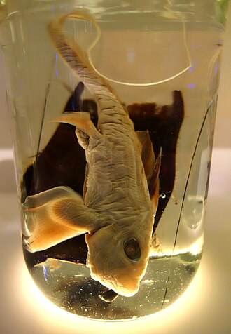 ภาพ ปลา carophila (Chimaera carophila)