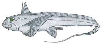 ภาพ ปลา cubana (Chimaera cubana)