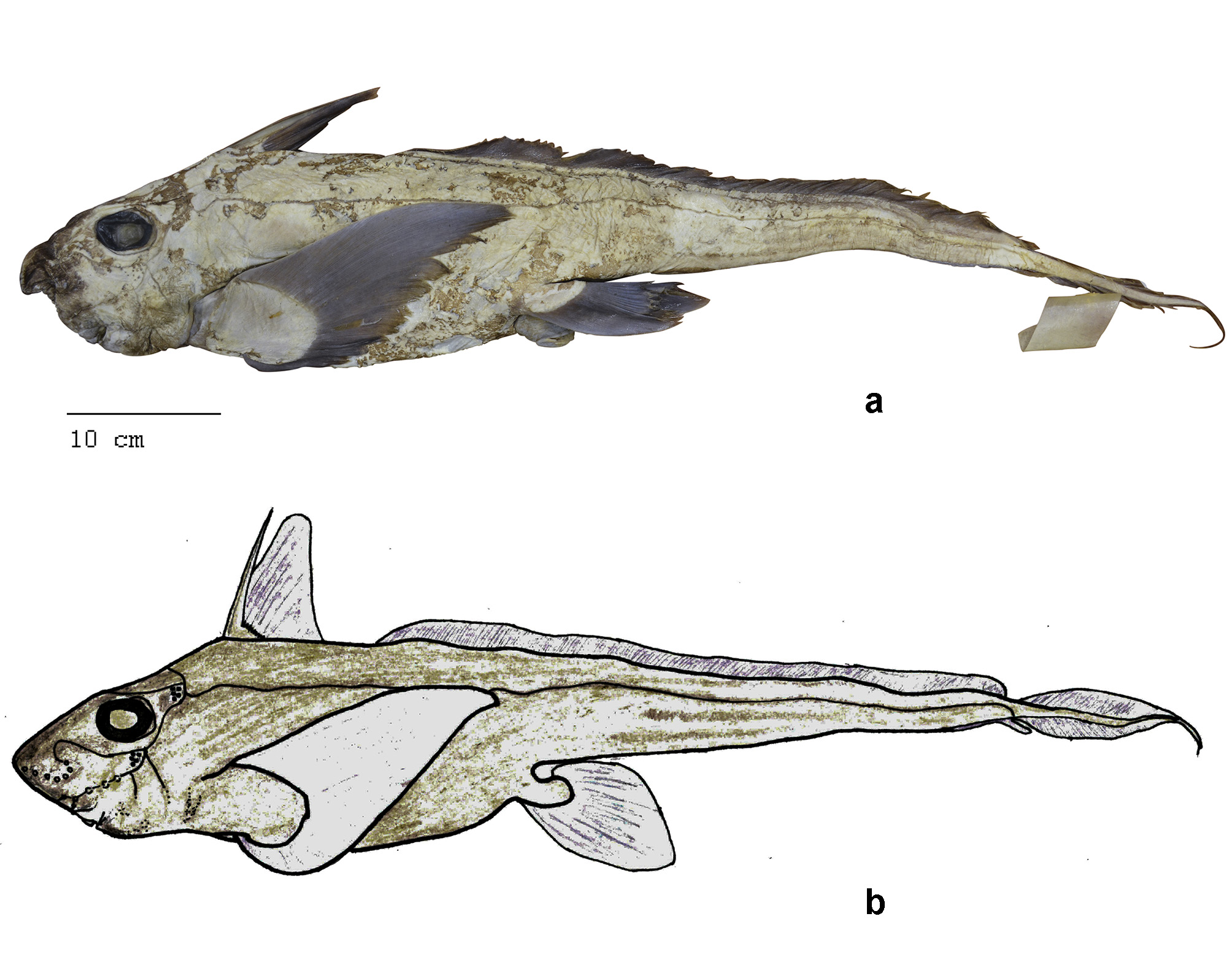ภาพ ปลา didierae (Chimaera didierae)