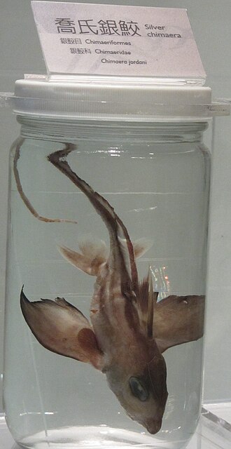 ภาพ ปลา jordani (Chimaera jordani)