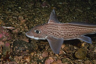 ภาพ ปลา monstrosa (Chimaera monstrosa)