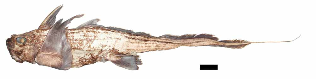 ภาพ ปลา notafricana (Chimaera notafricana)