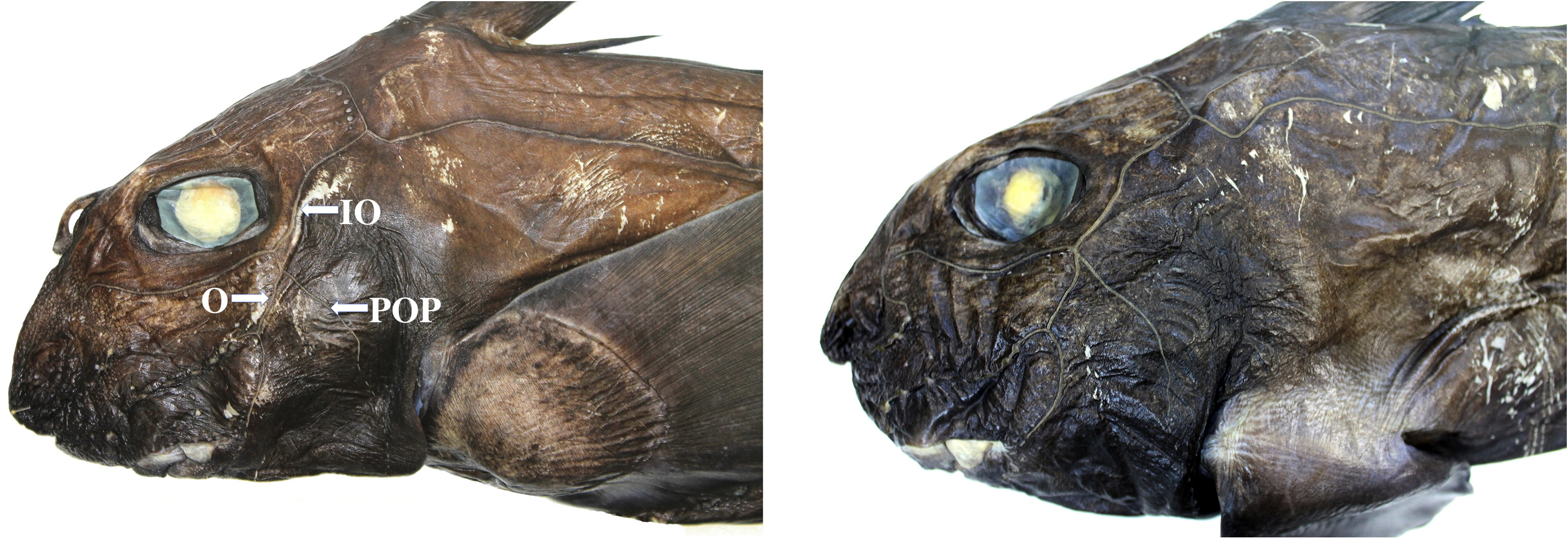 ภาพ ปลา orientalis (Chimaera orientalis)
