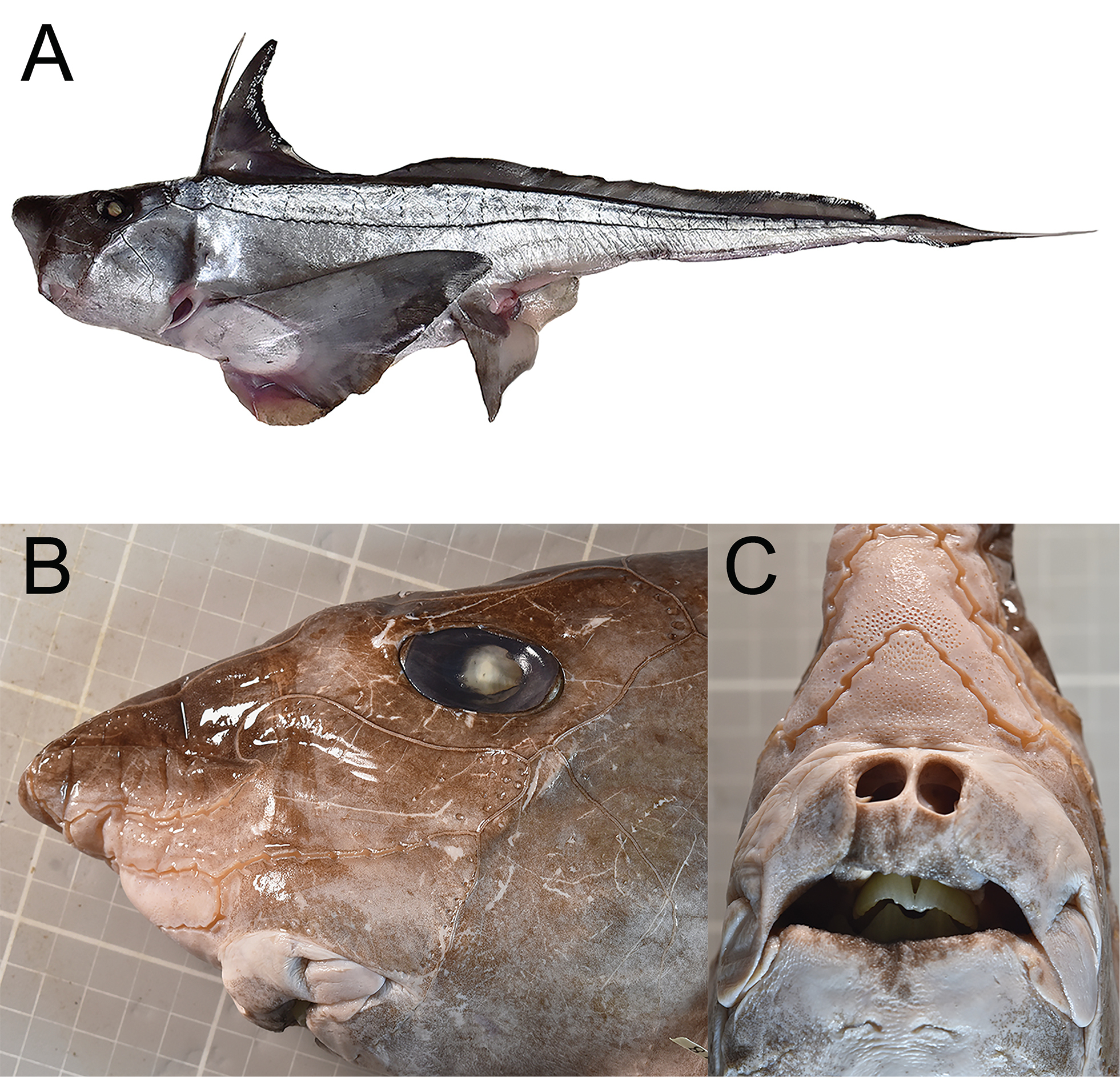 ภาพ ปลา phantasma (Chimaera phantasma)