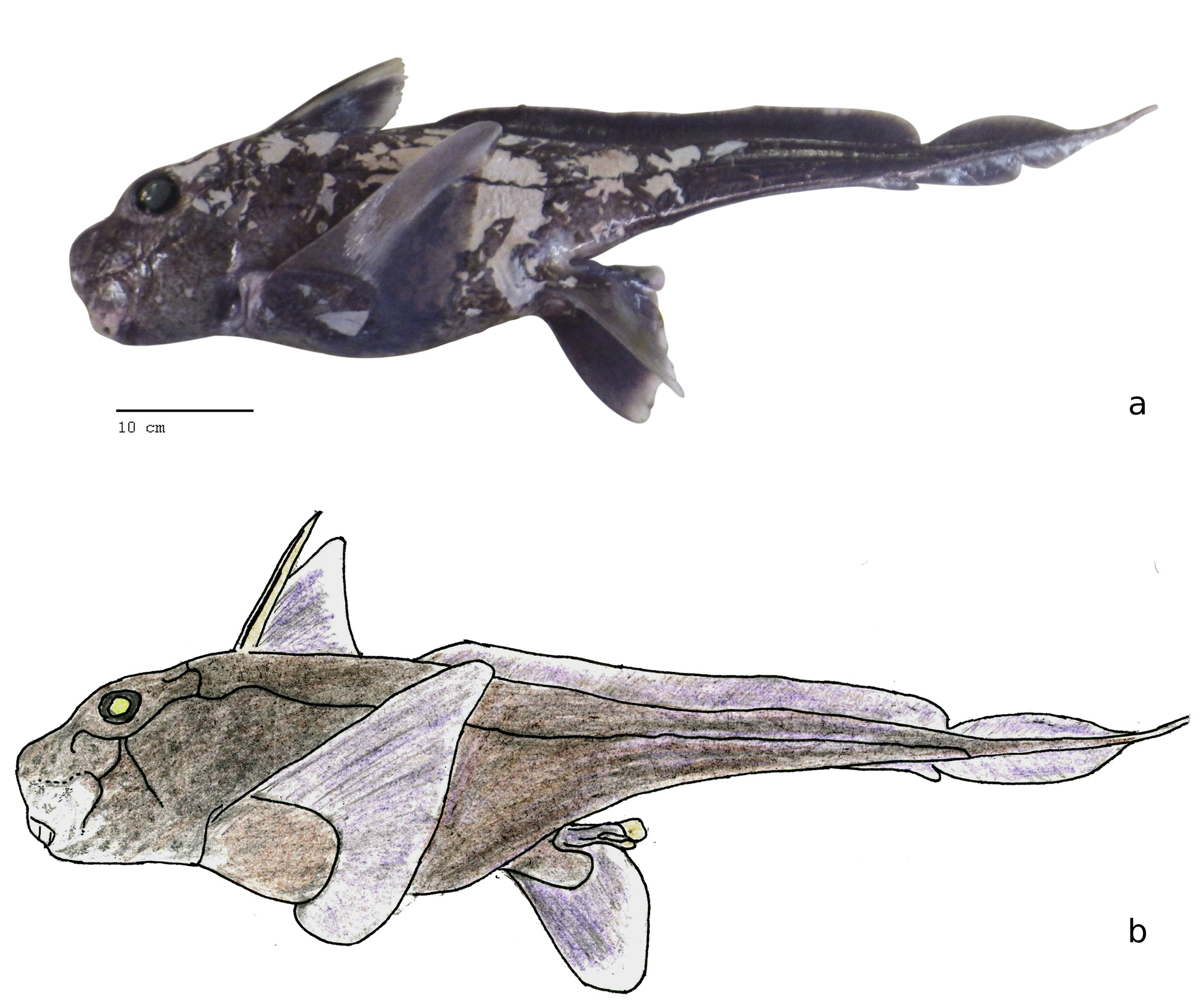 ภาพ ปลา willwatchi (Chimaera willwatchi)