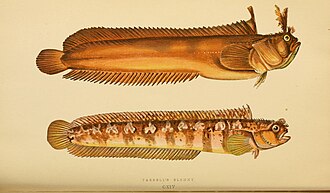 ภาพ ปลา ascanii (Chirolophis ascanii)