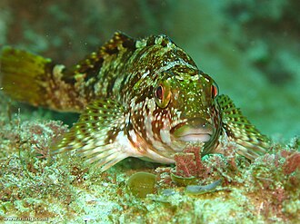 ภาพ ปลา marmoratus (Chironemus marmoratus)