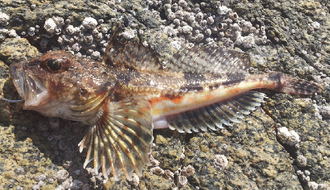 ภาพ ปลา pugetensis (Chitonotus pugetensis)
