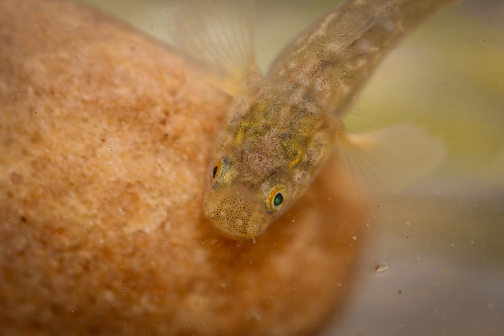 ภาพ ปลาบู่ออสเตรเลียบู่ (Chlamydogobius eremius)