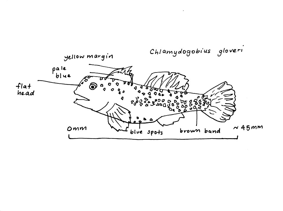ภาพ ปลาบู่บู่ (Chlamydogobius gloveri)