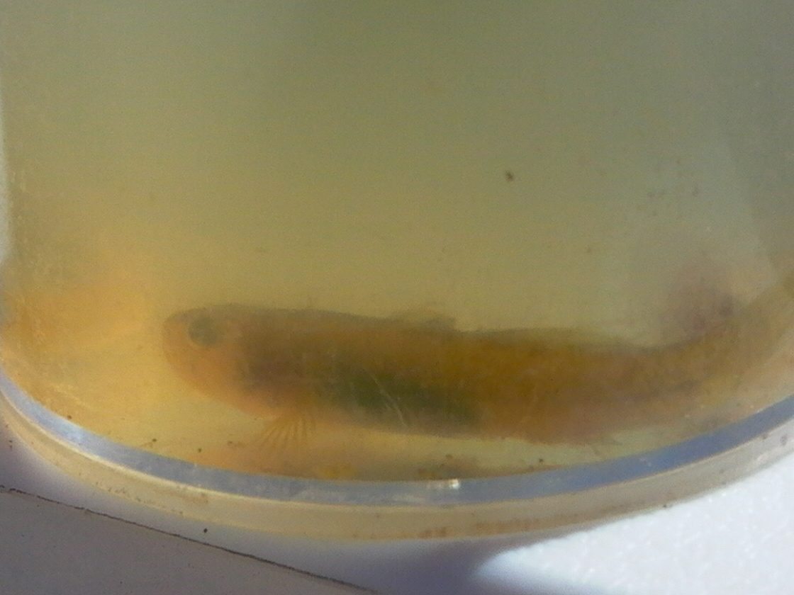 ภาพ ปลาบู่บู่ (Chlamydogobius micropterus)
