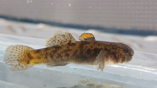 ภาพ ปลาบู่บู่ (Chlamydogobius ranunculus)