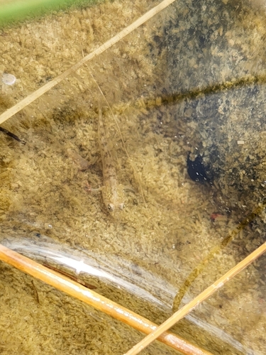 ภาพ ปลาบู่บู่ (Chlamydogobius squamigenus)
