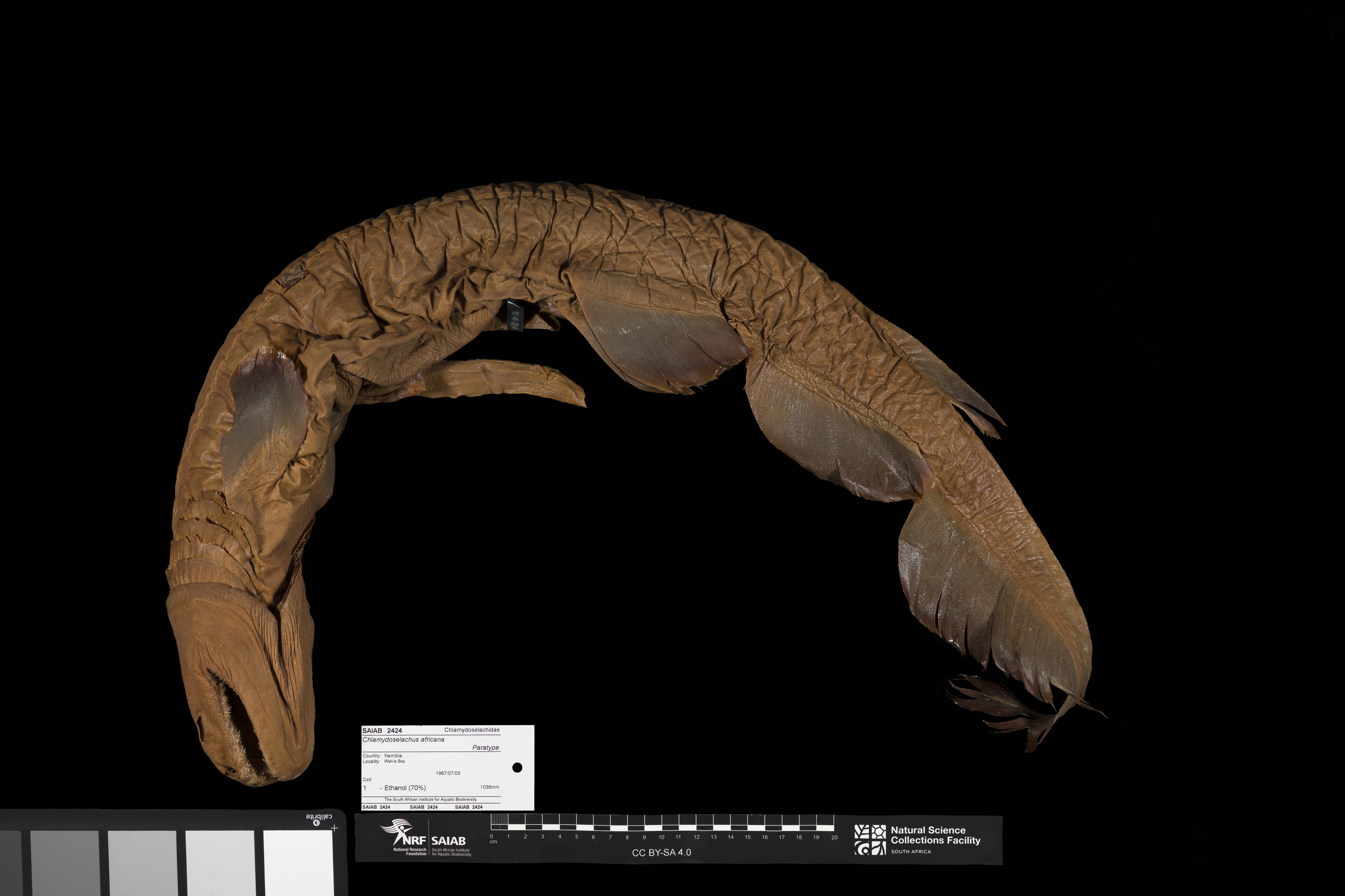 ภาพ ปลา africana (Chlamydoselachus africana)