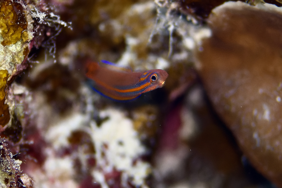 ภาพ ปลาดอตตี้แบ็คทอง (Chlidichthys auratus)