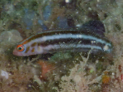 ภาพ ปลาดอตตี้แบ็ค bibulus (Chlidichthys bibulus)