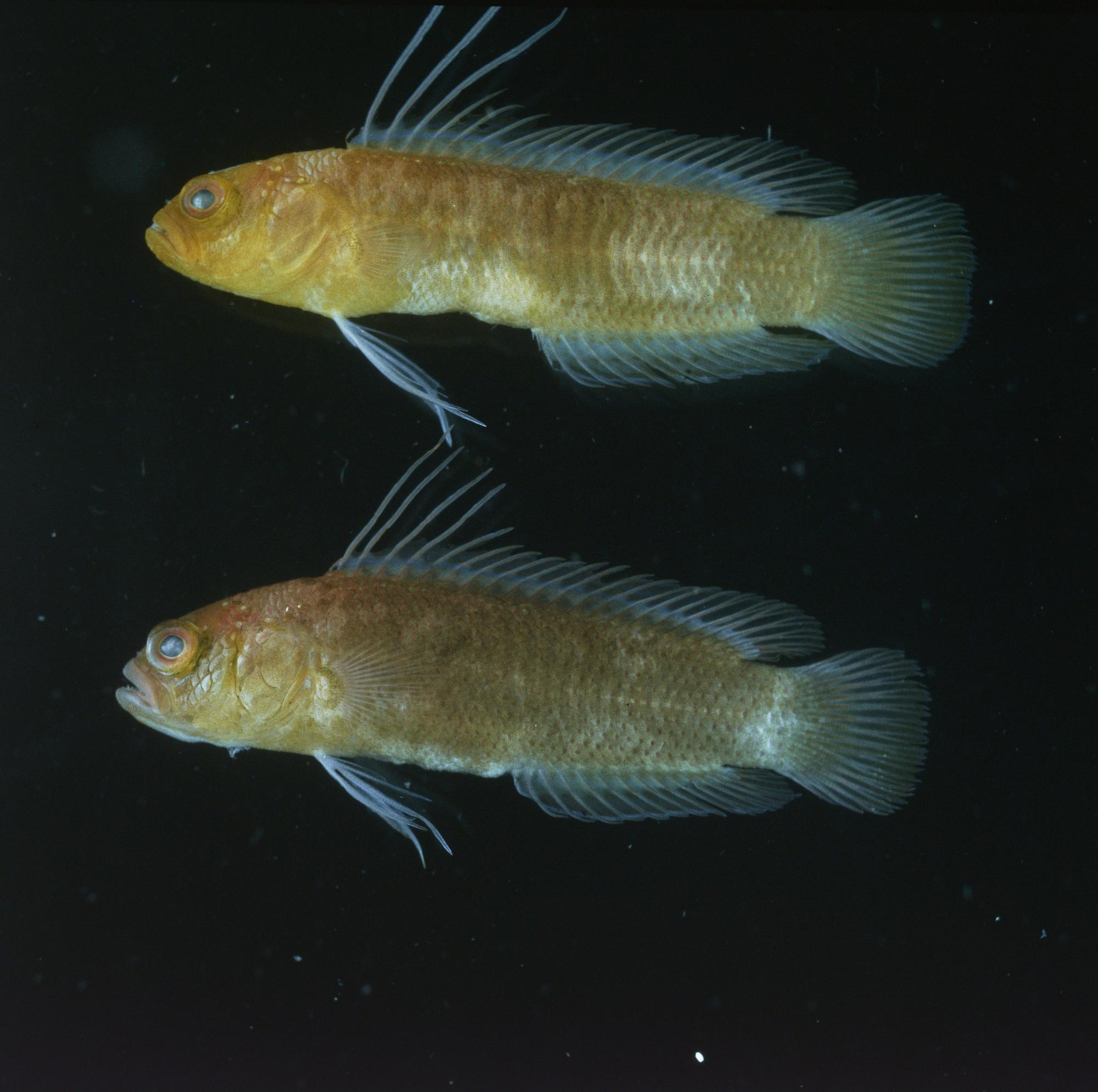 ภาพ ปลาดอตตี้แบ็ค cacatuoides (Chlidichthys cacatuoides)
