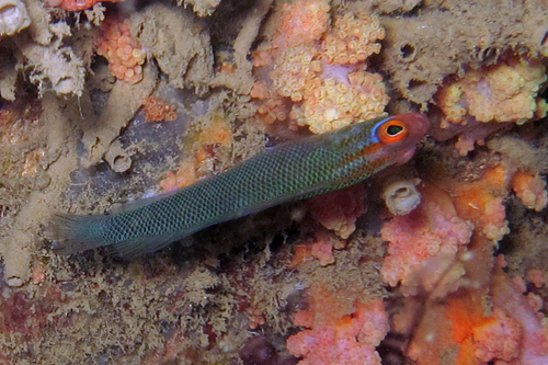 ภาพ ปลาดอตตี้แบ็ค clibanarius (Chlidichthys clibanarius)