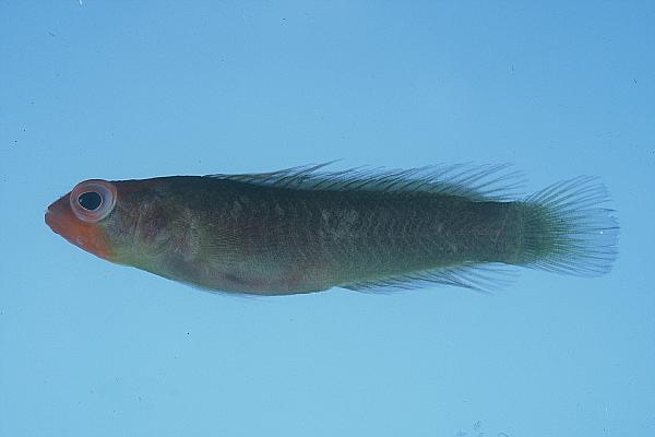 ภาพ ปลาดอตตี้แบ็ค foudioides (Chlidichthys foudioides)