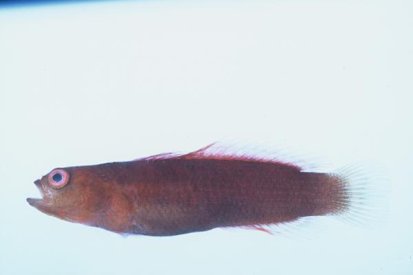 ภาพ ปลาดอตตี้แบ็ค pembae (Chlidichthys pembae)
